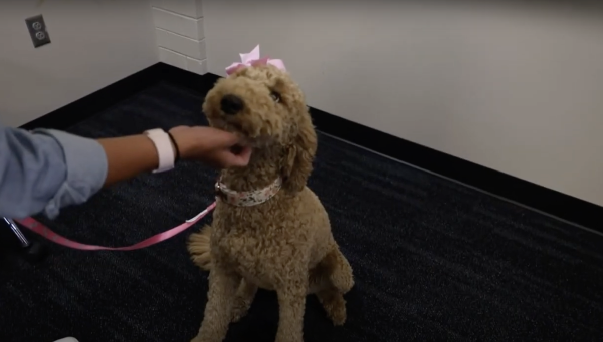 Video: District therapy dog